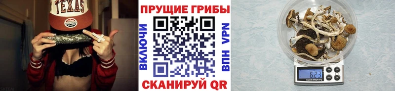 где найти   Сланцы  Псилоцибиновые грибы мицелий 